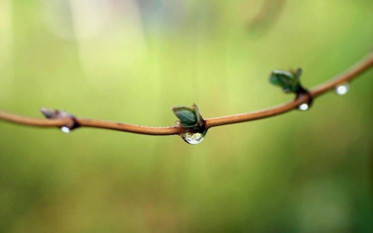 nature, Plants, Twigs, Water Drops, Macro HD Wallpaper Desktop Background