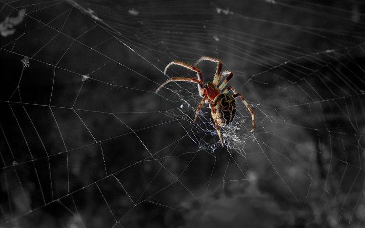 nature, Spider HD Wallpaper Desktop Background