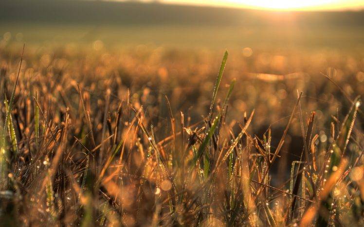 nature, Sunset, Plants, Grass HD Wallpaper Desktop Background