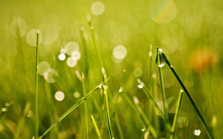 nature, Plants, Grass HD Wallpaper Desktop Background