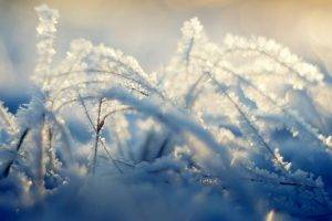 nature, Plants, Grass, Ice, Frost