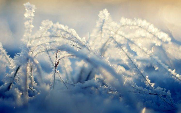 nature, Plants, Grass, Ice, Frost HD Wallpaper Desktop Background