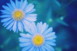 flowers, Nature, Plants, Blue Flowers