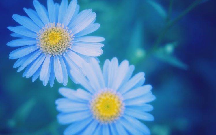 flowers, Nature, Plants, Blue Flowers HD Wallpaper Desktop Background