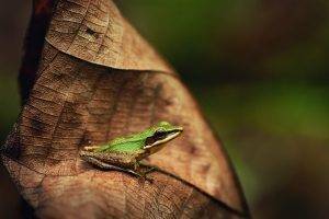 frog, Leaves, Animals, Nature, Amphibian
