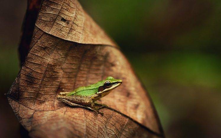 frog, Leaves, Animals, Nature, Amphibian HD Wallpaper Desktop Background
