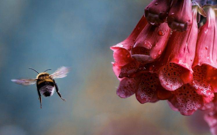 flowers, Bumblebees HD Wallpaper Desktop Background