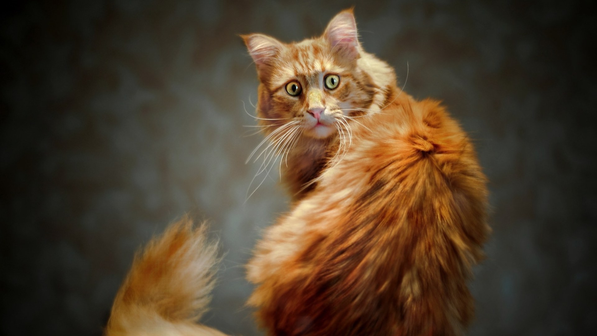 animals, Cat Wallpaper