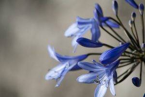 lilies, Flowers, Blue Flowers, Macro