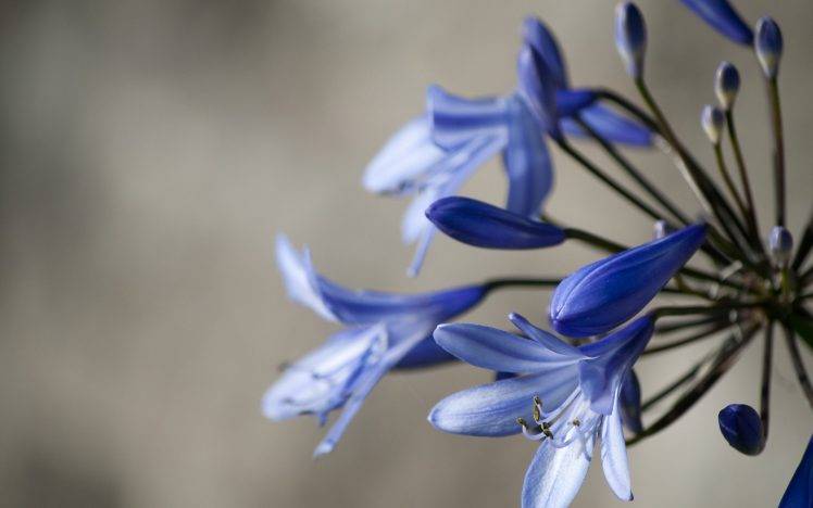 lilies, Flowers, Blue Flowers, Macro HD Wallpaper Desktop Background