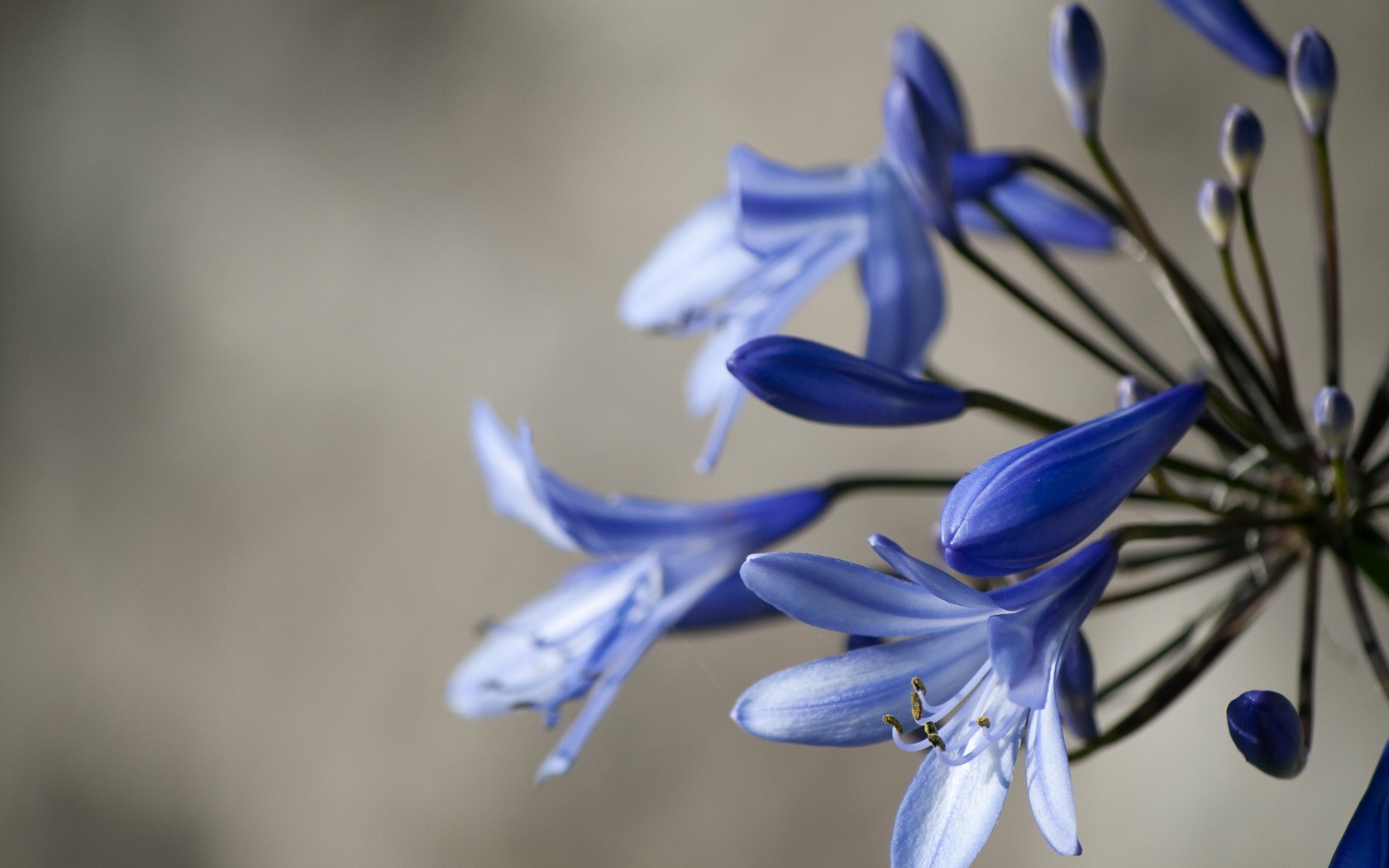 Синие цветы на языке цветов. Лилия голубой ангел. Лилия Блю Крюмон. Лилия голубая Лагуна. Сине белые цветы.