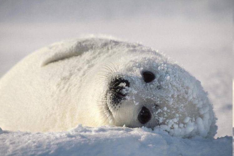 seals, Animals, Snow HD Wallpaper Desktop Background