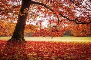nature, Landscape, Park, Fall, Leaves, Lawns, Trees, Red