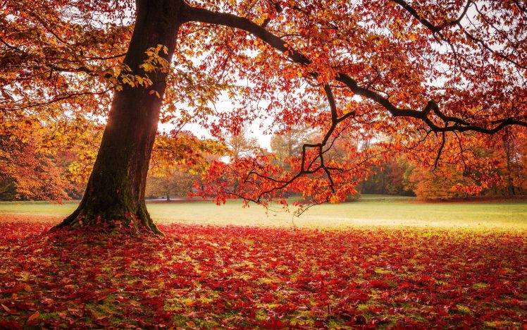 nature, Landscape, Park, Fall, Leaves, Lawns, Trees, Red HD Wallpaper Desktop Background