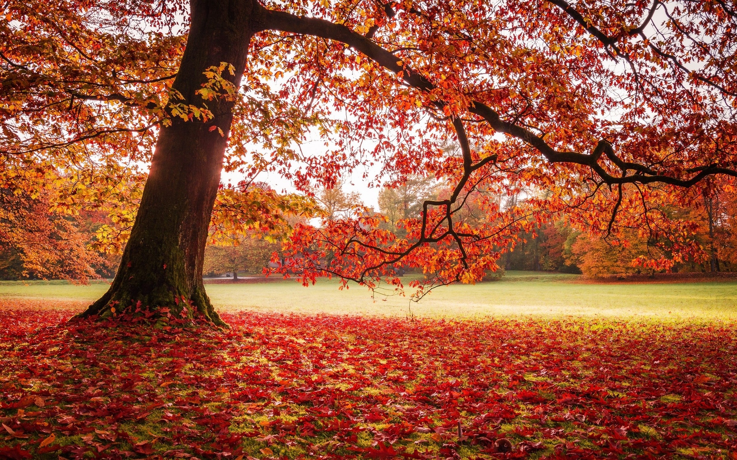 nature, Landscape, Park, Fall, Leaves, Lawns, Trees, Red Wallpaper
