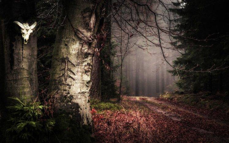 nature, Landscape, Forest, Path, Leaves, Mist, Trees, Shrubs, Signs HD Wallpaper Desktop Background