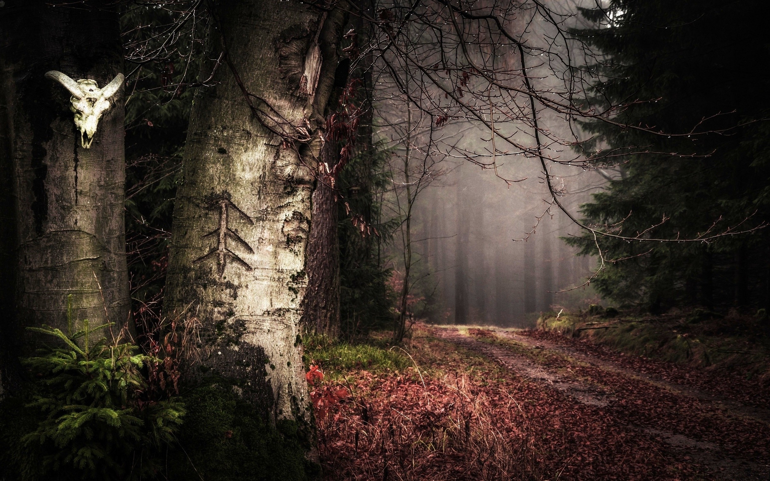 nature, Landscape, Forest, Path, Leaves, Mist, Trees, Shrubs, Signs Wallpaper
