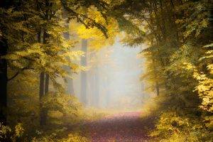 nature, Landscape, Fall, Path, Forest, Mist, Morning, Trees, Leaves, Sunlight