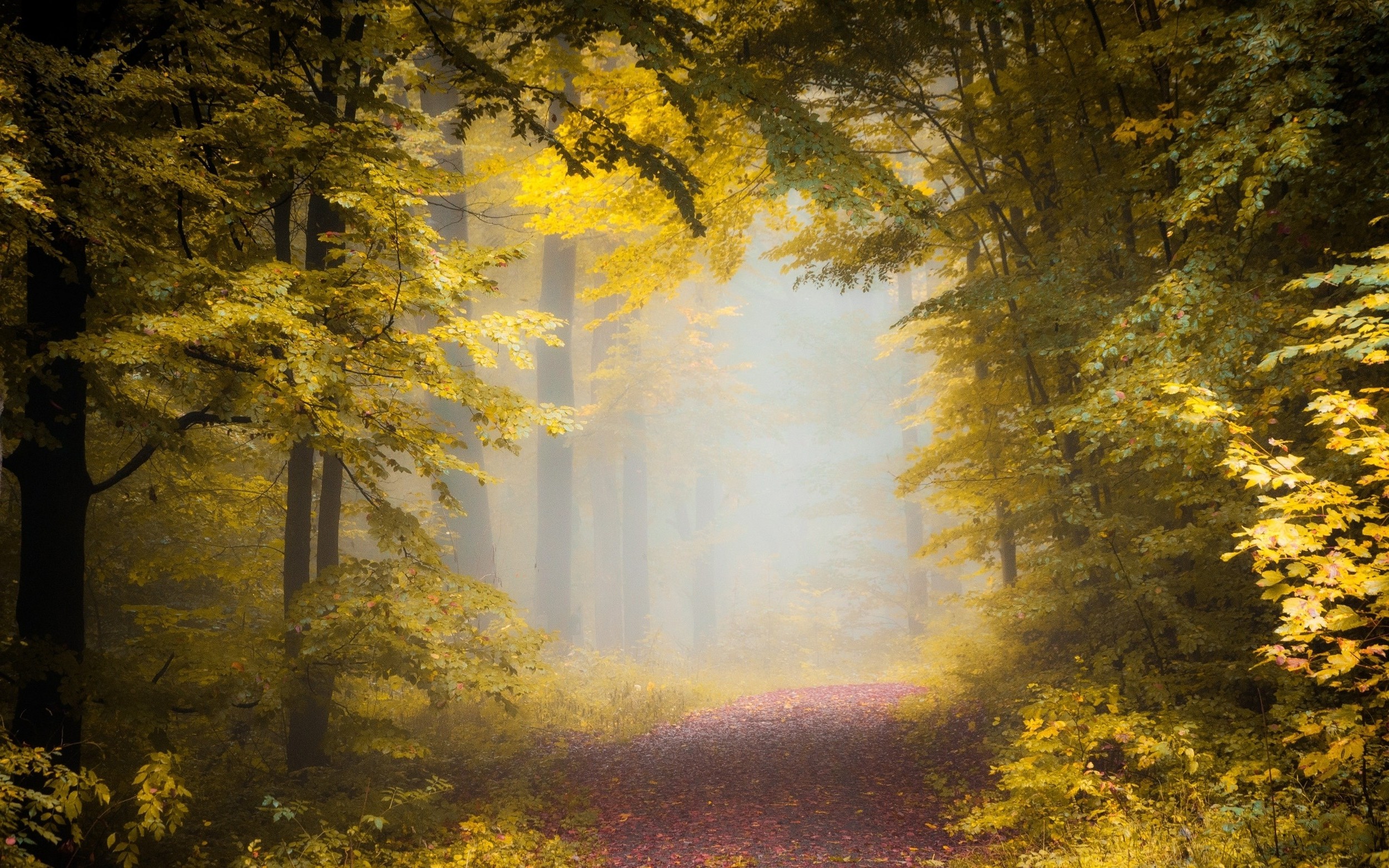nature, Landscape, Fall, Path, Forest, Mist, Morning, Trees, Leaves, Sunlight Wallpaper