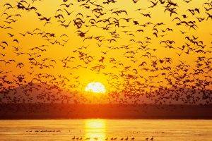 animals, Birds, Sunset, Silhouette, River