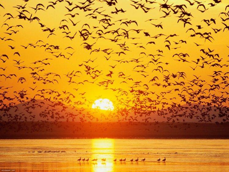 animals, Birds, Sunset, Silhouette, River HD Wallpaper Desktop Background