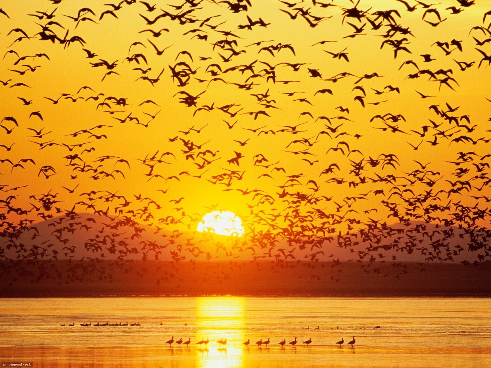 animals, Birds, Sunset, Silhouette, River Wallpaper