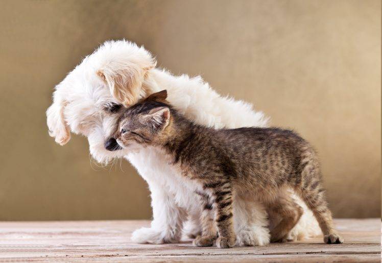 animals, Dog, Cat, Wooden Surface HD Wallpaper Desktop Background