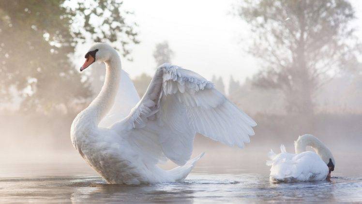animals, Swans, Birds, Sunlight, Water HD Wallpaper Desktop Background