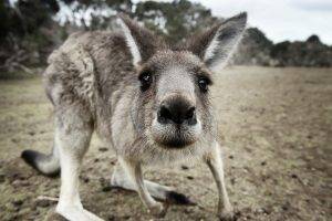 animals, Kangaroos, Closeup