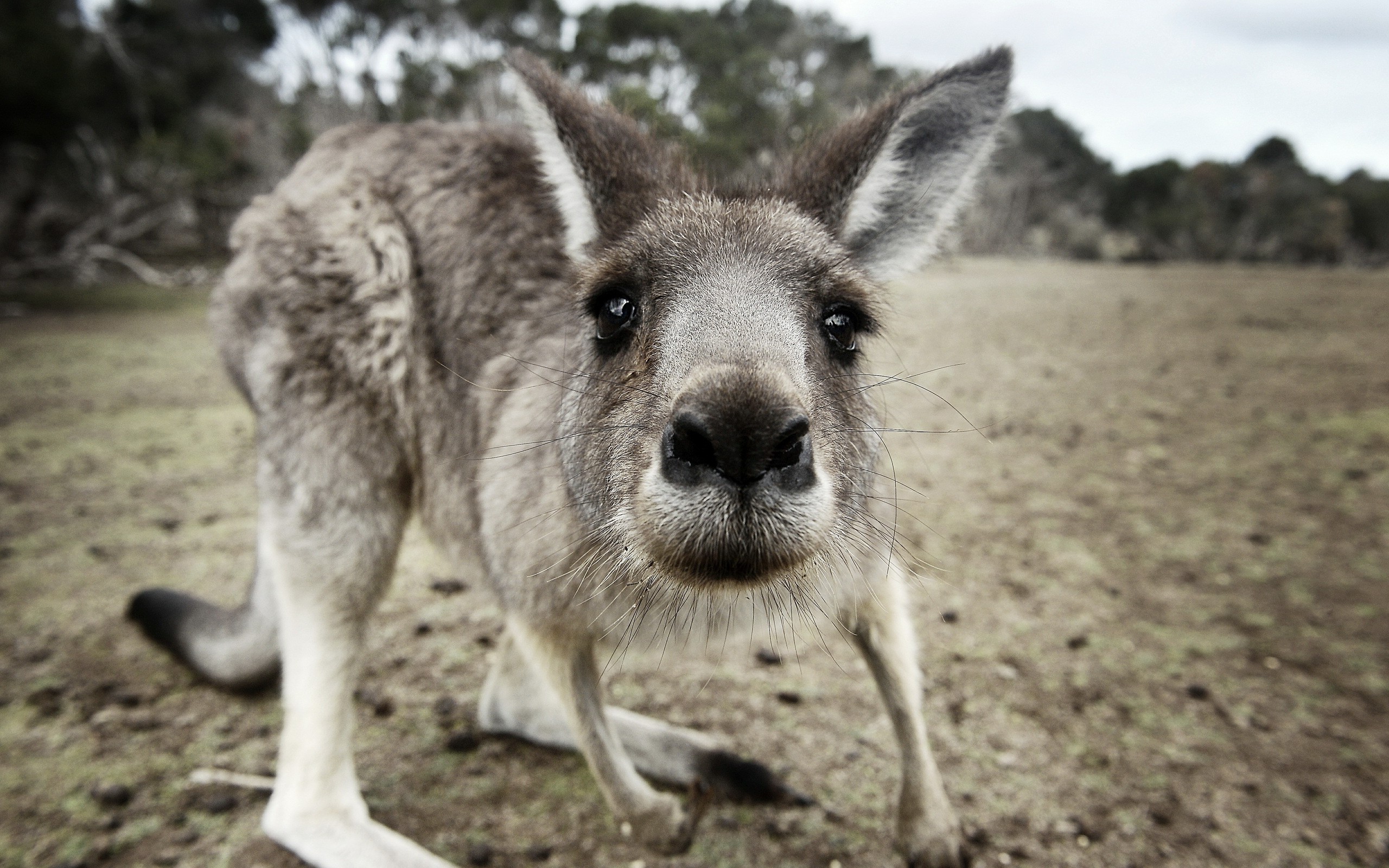 animals, Kangaroos, Closeup Wallpaper