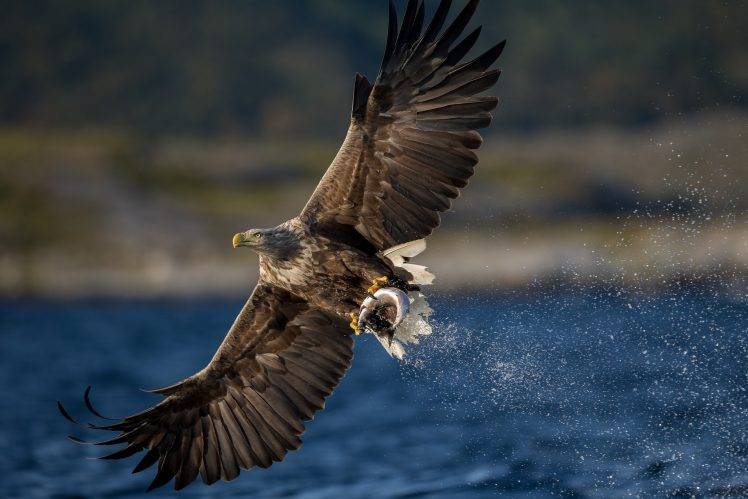 animals, Eagle, Birds, Bird Of Prey, Fish HD Wallpaper Desktop Background