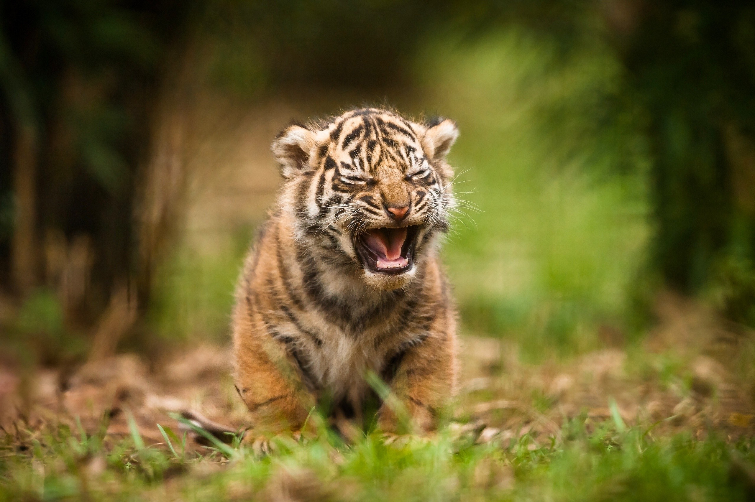 animals, Tiger, Baby Animals Wallpapers HD / Desktop and ...