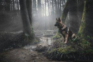 animals, Dog, Forest, German Shepherd, Moss