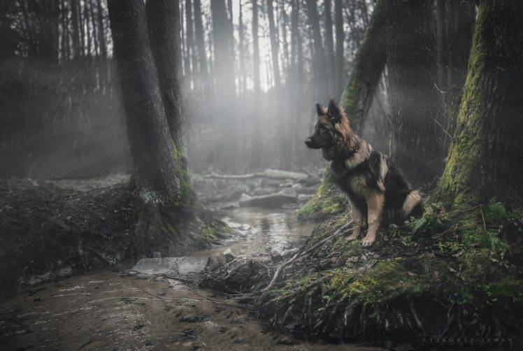 animals, Dog, Forest, German Shepherd, Moss HD Wallpaper Desktop Background