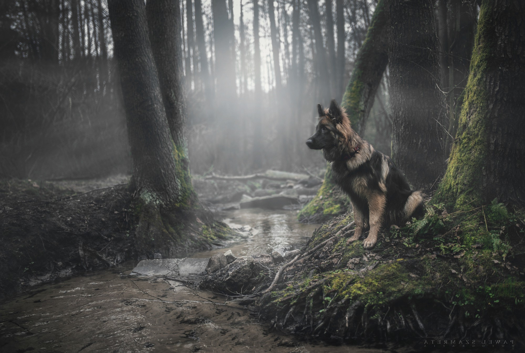 animals, Dog, Forest, German Shepherd, Moss Wallpaper