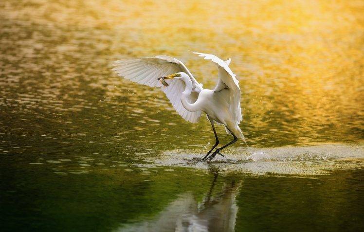 animals, Birds, Water, Egret, Reflection HD Wallpaper Desktop Background
