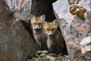 animals, Fox, Baby Animals, Rock