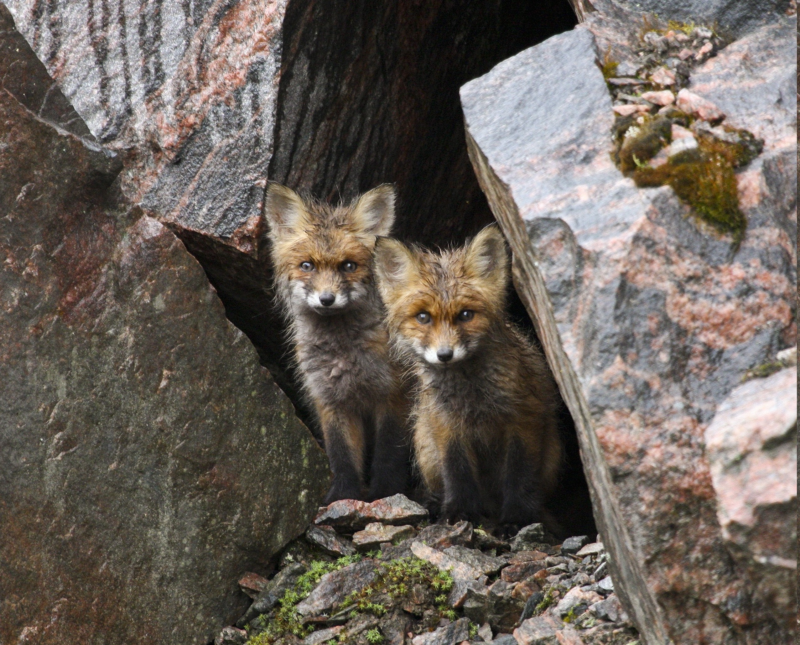 animals, Fox, Baby Animals, Rock Wallpaper