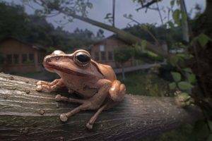 frog, Trees, Animals, Nature, Amphibian, Depth Of Field, Closeup