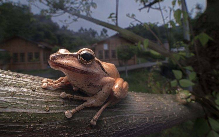 frog, Trees, Animals, Nature, Amphibian, Depth Of Field, Closeup HD Wallpaper Desktop Background