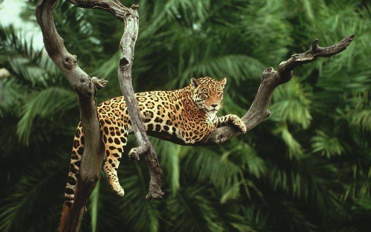 nature, Animals, Jaguars HD Wallpaper Desktop Background