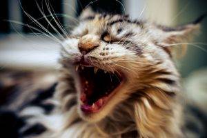 cat, Animals, Open Mouth, Closeup, Yawning