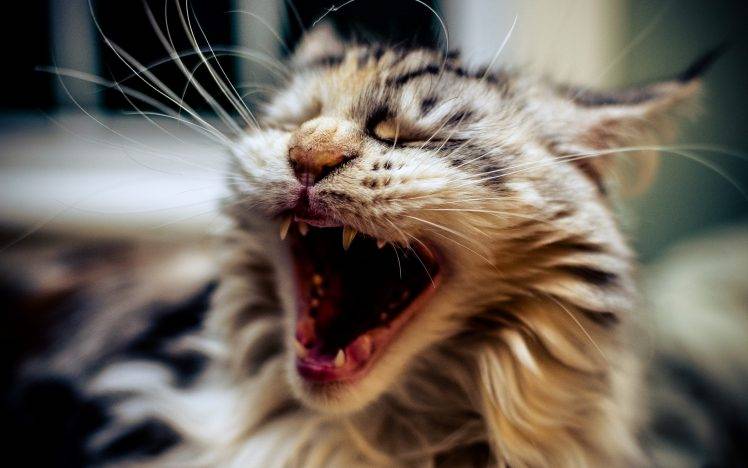 cat, Animals, Open Mouth, Closeup, Yawning HD Wallpaper Desktop Background