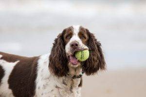 animals, Dog, Tennis Balls