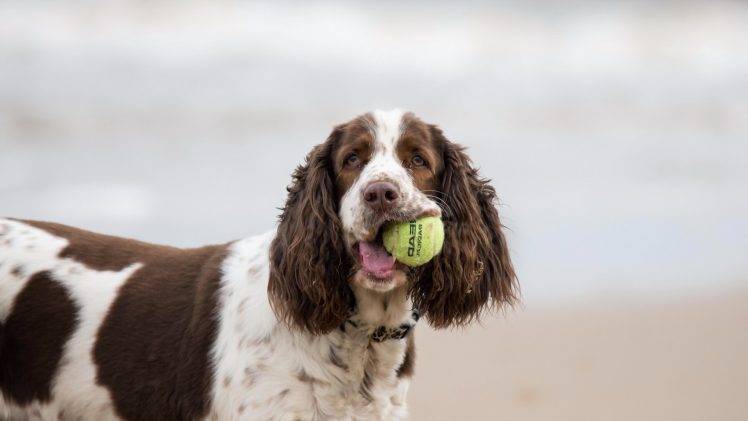 animals, Dog, Tennis Balls HD Wallpaper Desktop Background