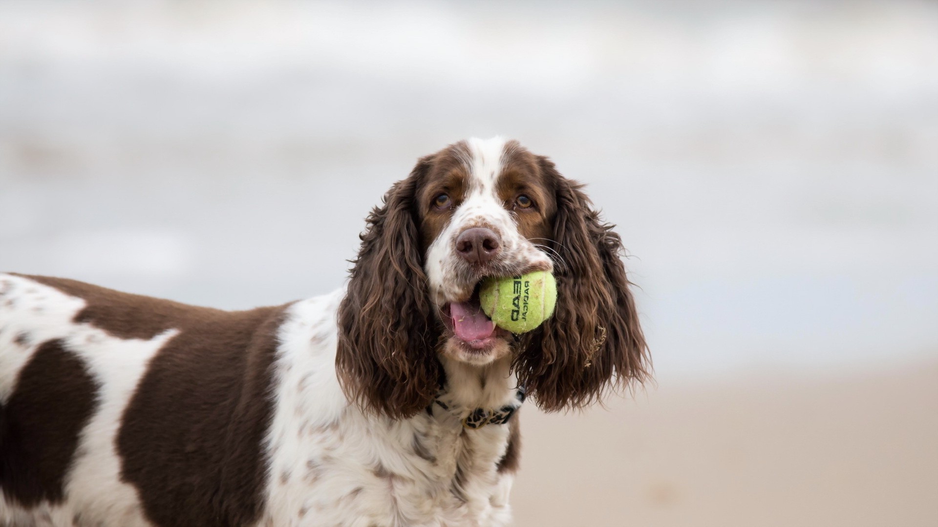 animals, Dog, Tennis Balls Wallpaper