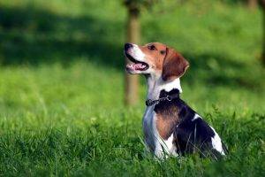 animals, Dog, Grass, Beagles