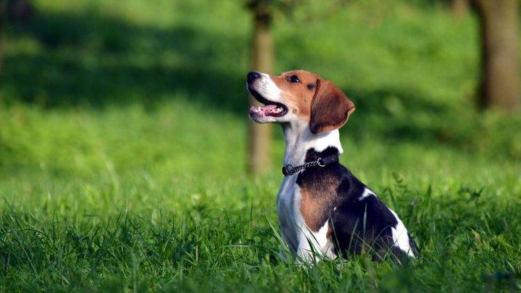 animals, Dog, Grass, Beagles HD Wallpaper Desktop Background