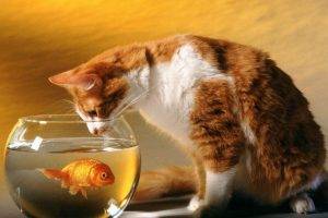 cat, Animals, Goldfish, Bowls