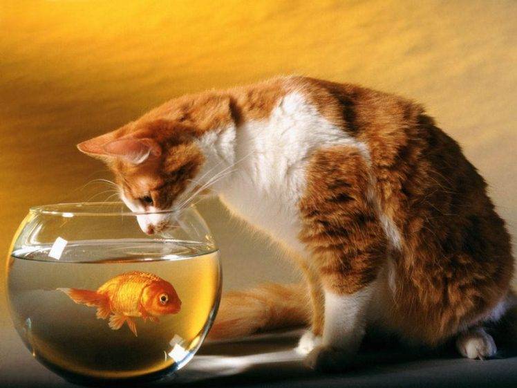 cat, Animals, Goldfish, Bowls HD Wallpaper Desktop Background